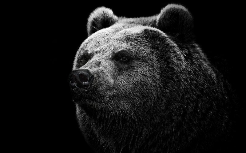 Brown Bear Head — Black