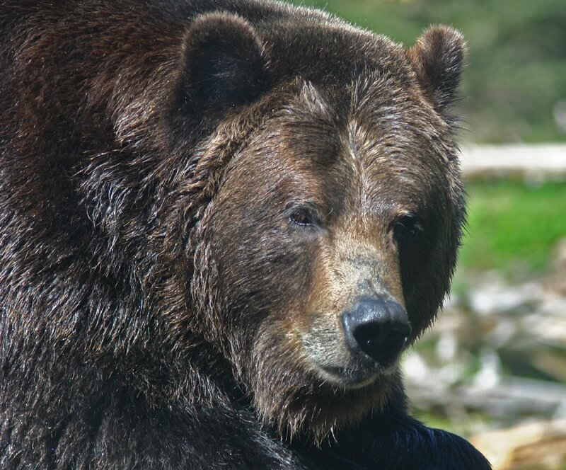 Brown Bear Head — Calm, Afternoon