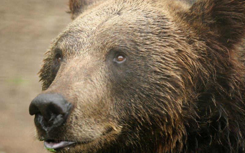 Brown Bear Head — Calm, Photograph, Nose