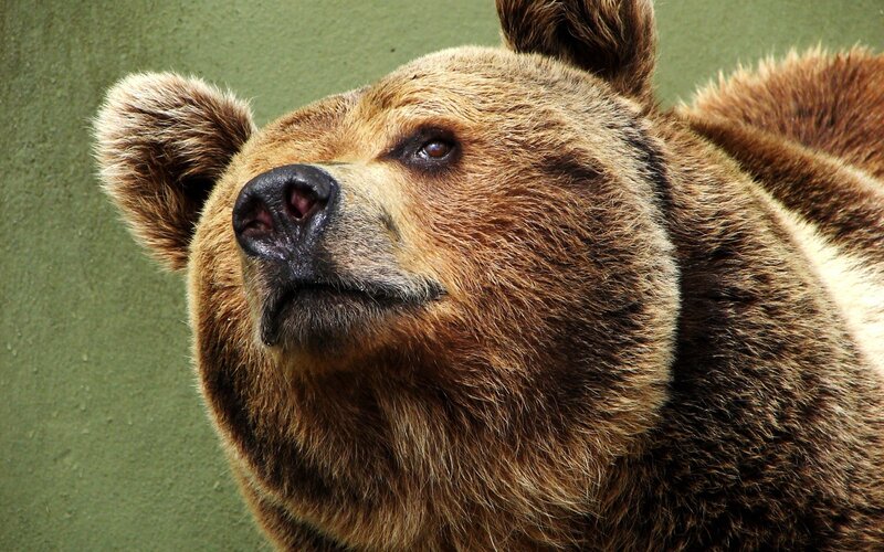 Brown Bear Head — Calm, Photograph