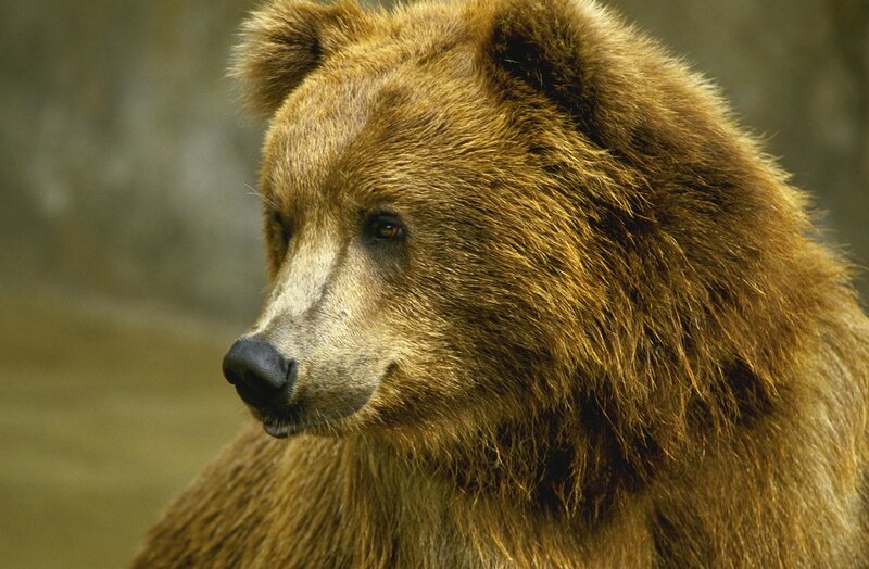 Brown Bear Head — Calm