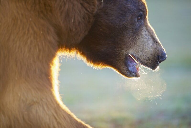 Brown Bear Head — Dramatic, Sunset