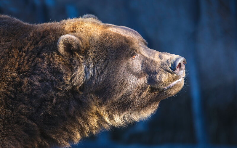 Brown Bear Head — Dramatic
