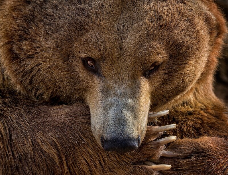 Brown Bear Head — Intense, Photograph