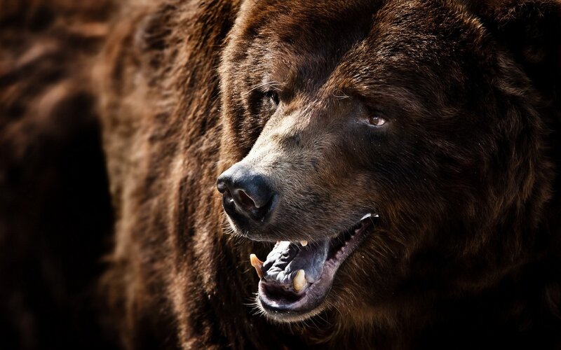 Brown Bear Head — Intense