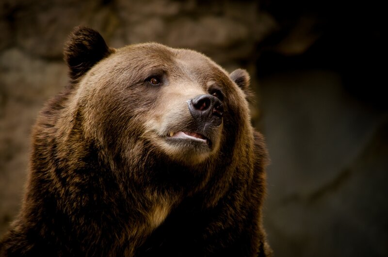 Brown Bear Head — Natural, Photograph