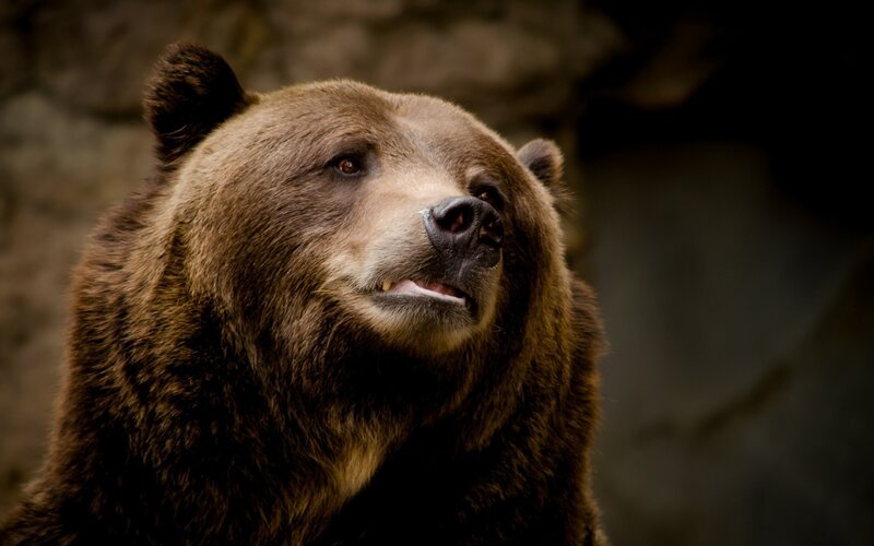 Brown Bear Head — Natural