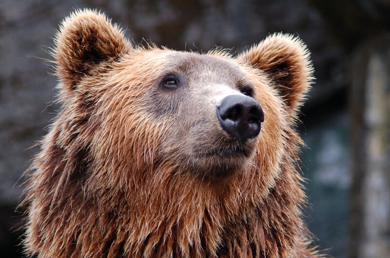 Brown Bear Head — Neutral, Photograph