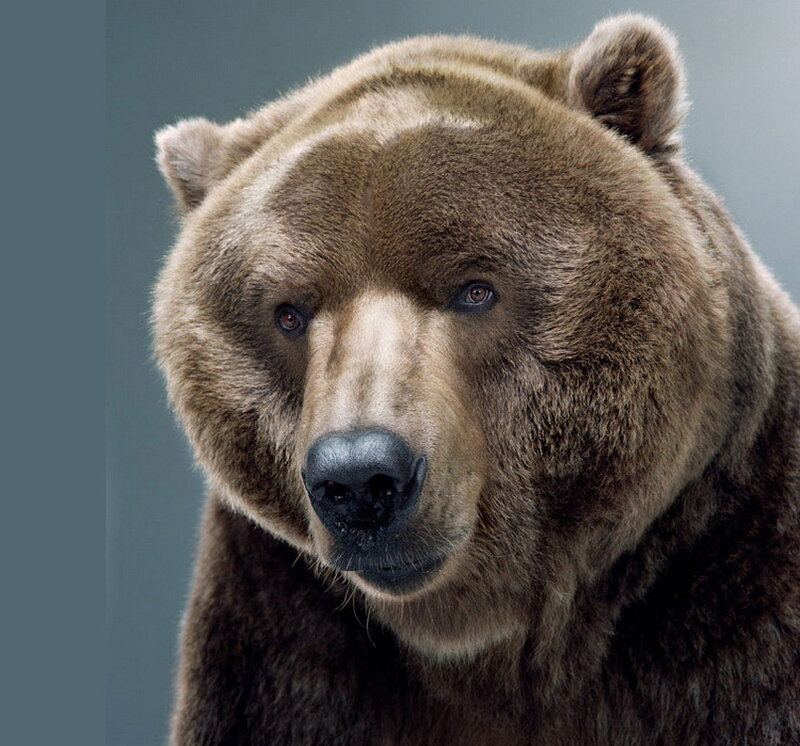 Brown Bear Head — Neutral