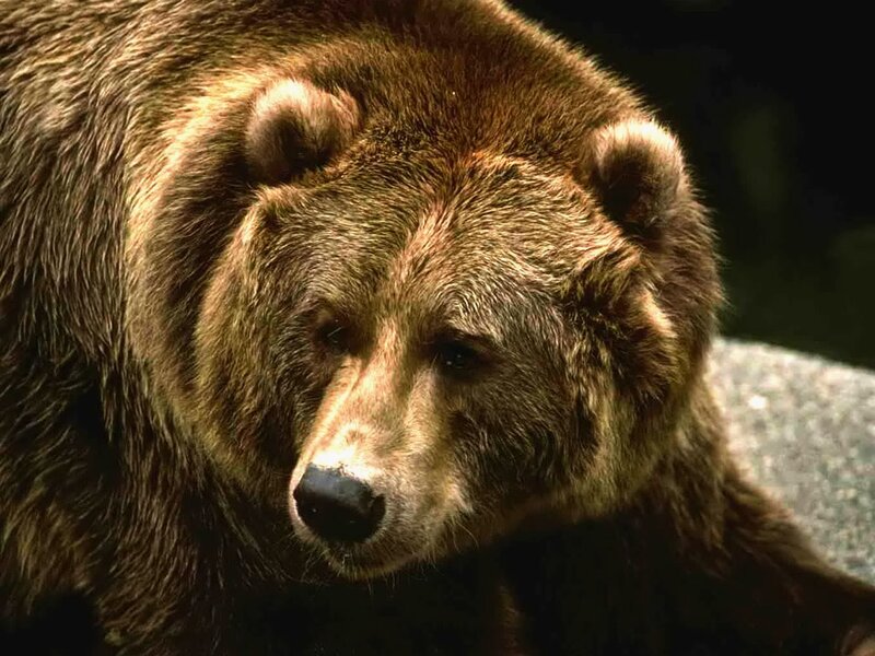 Brown Bear Head — Serious, Photograph