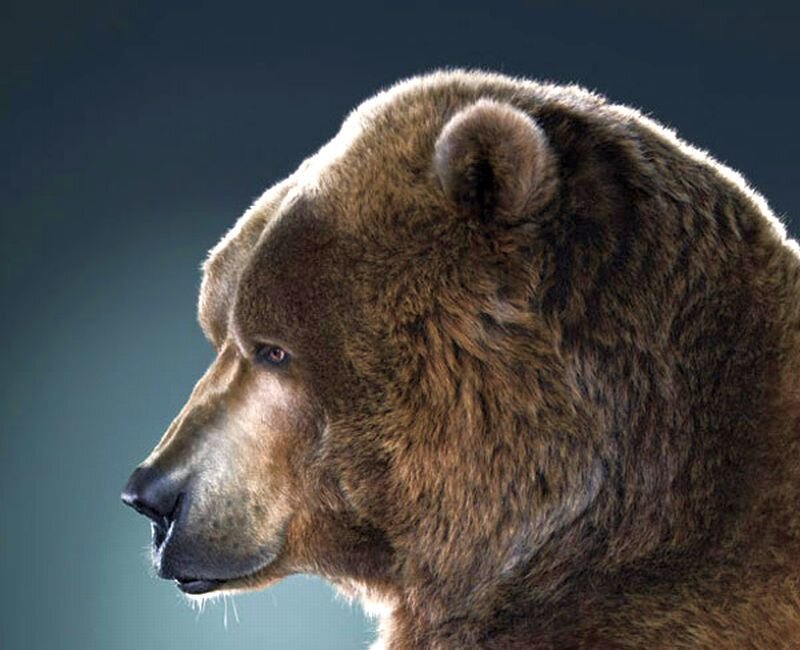Brown Bear Head — Serious