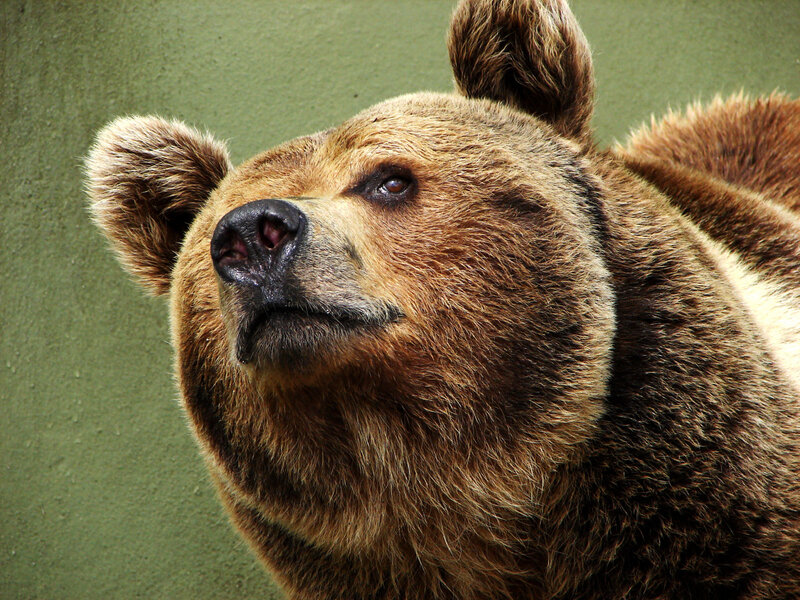 Brown Bear Head