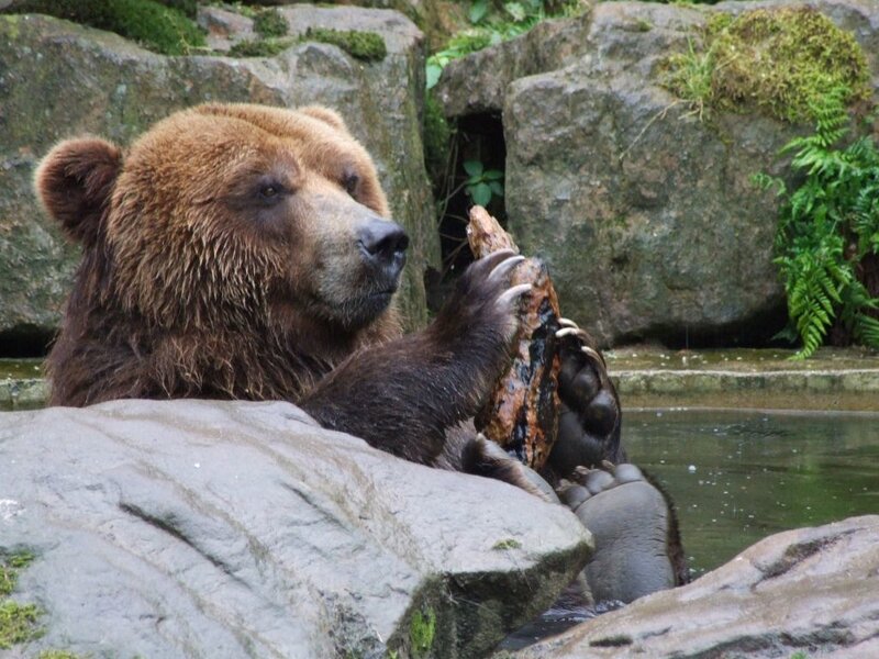 Brown Bear Holding Log