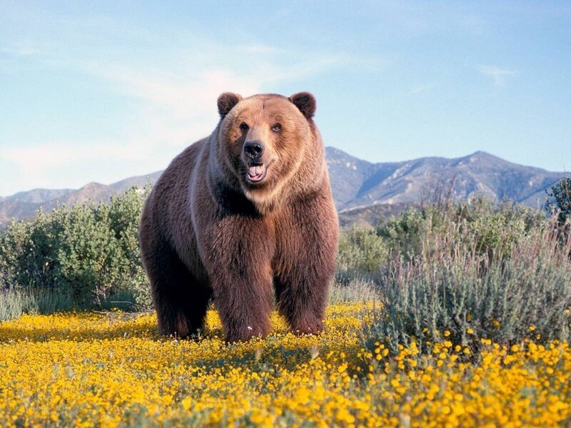 Brown bear in a field of flowers