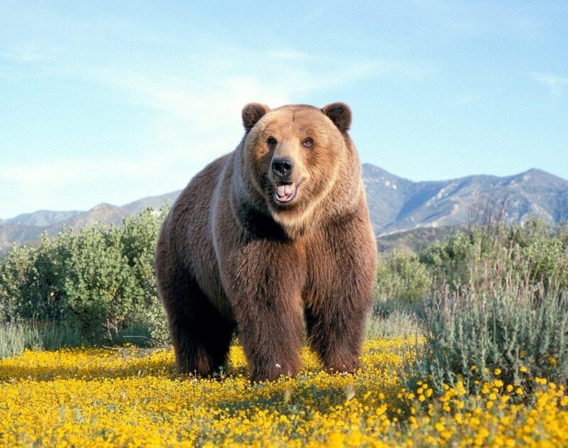 Brown bear in a field of flowers