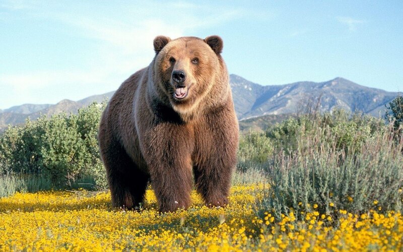 Brown bear in a flower field