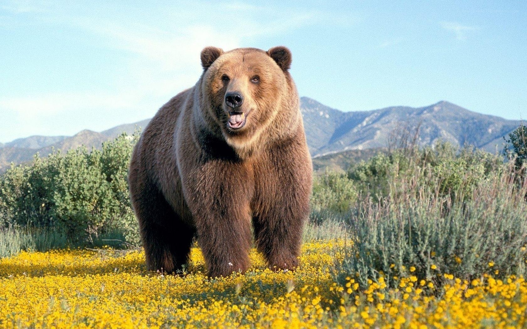 Brown bear in a flower field