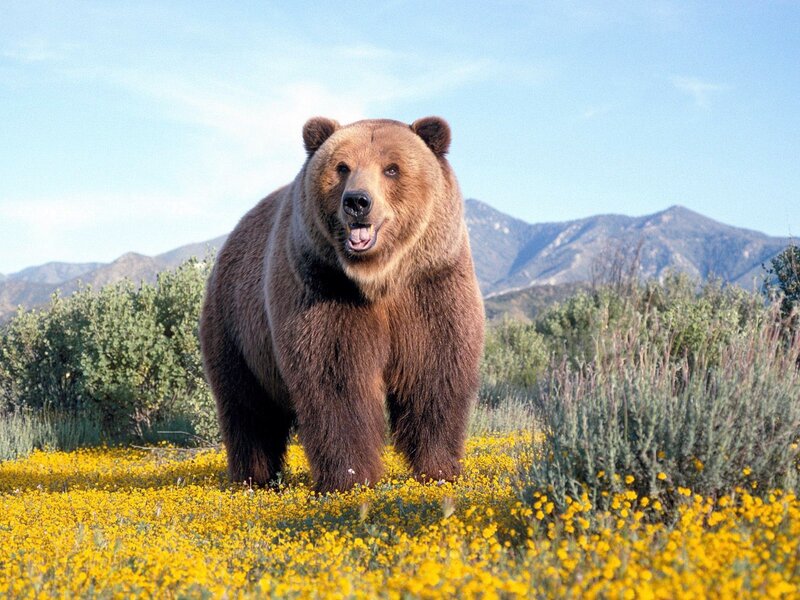 Brown bear in a flower field