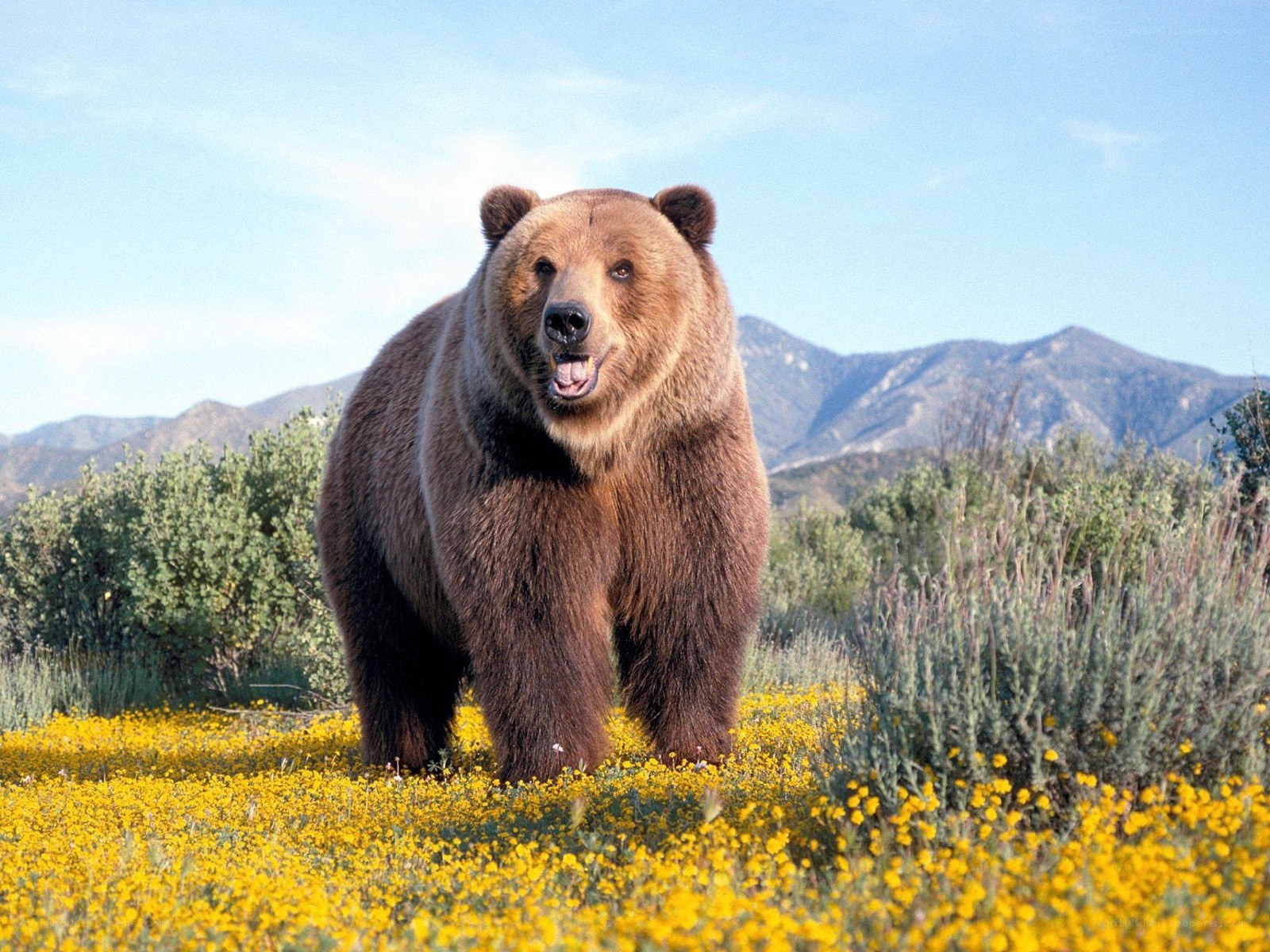 Brown bear in a flower field