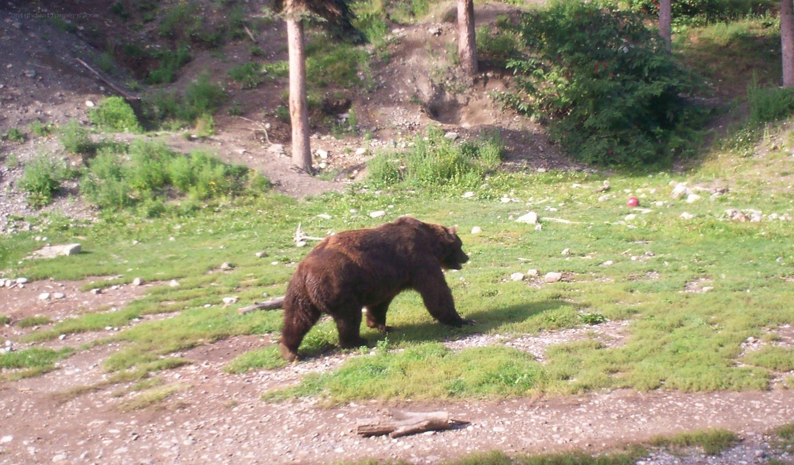 Brown bear in a grassy enclosure