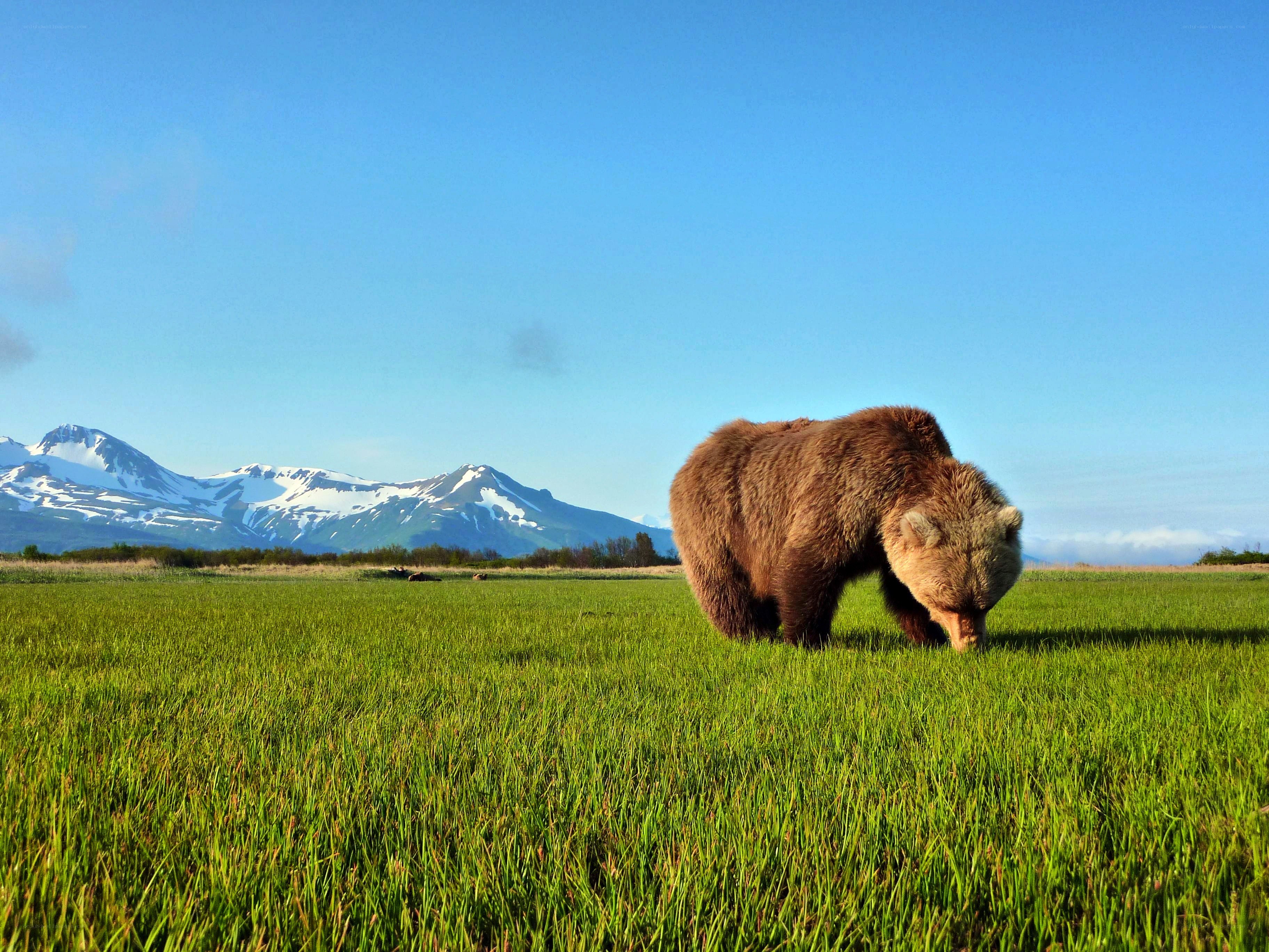 Brown bear in a grassy field