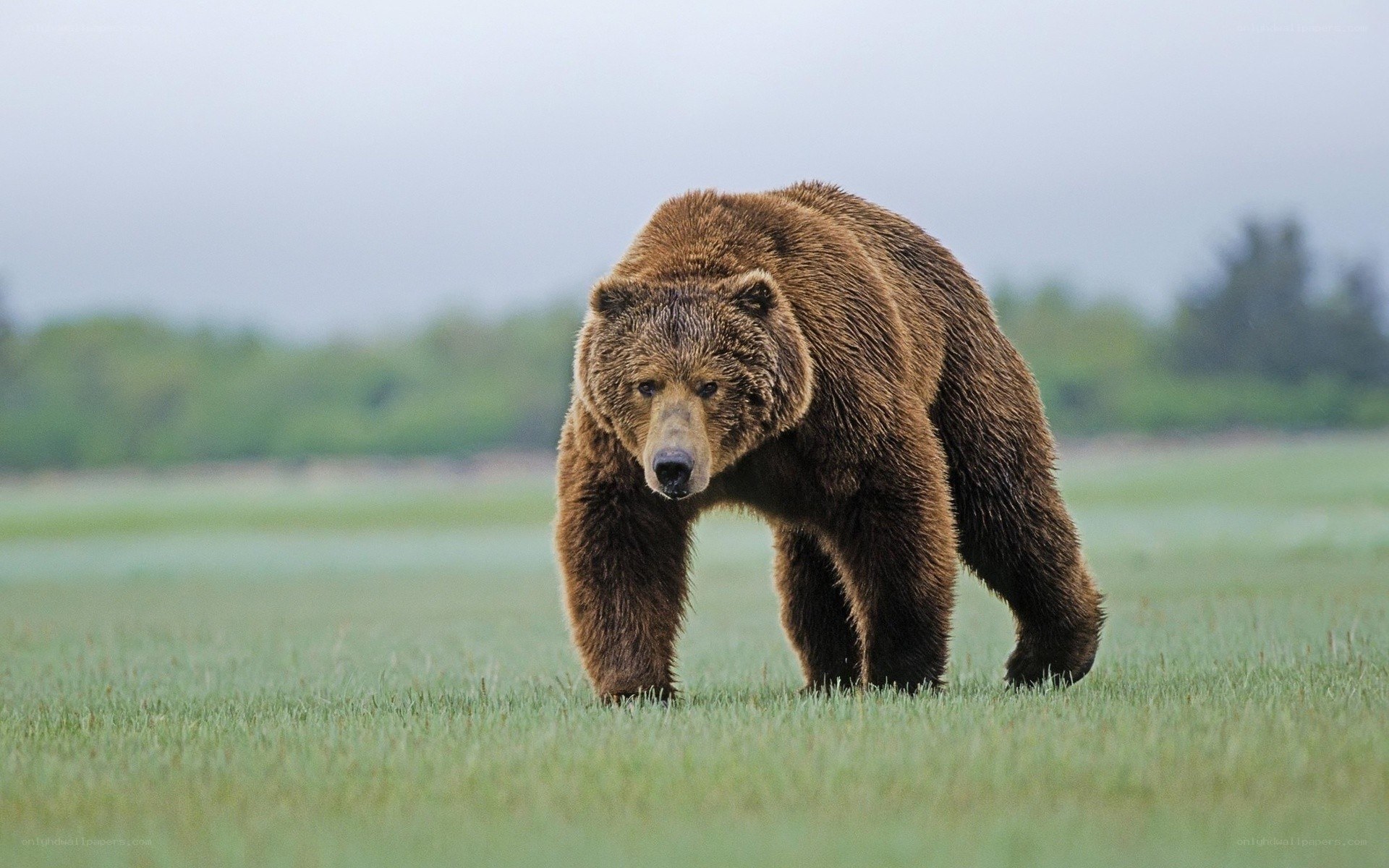 Brown bear in a grassy field