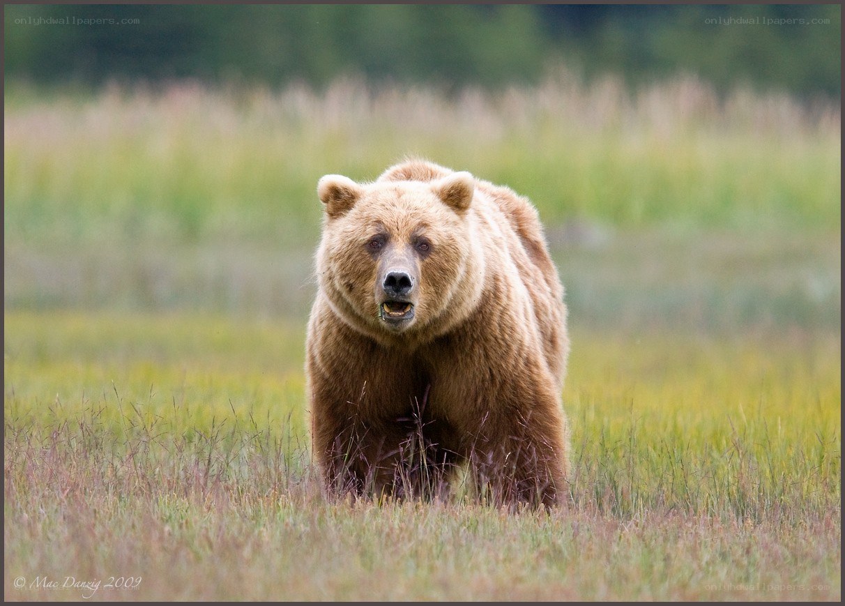 Brown bear in a grassy field