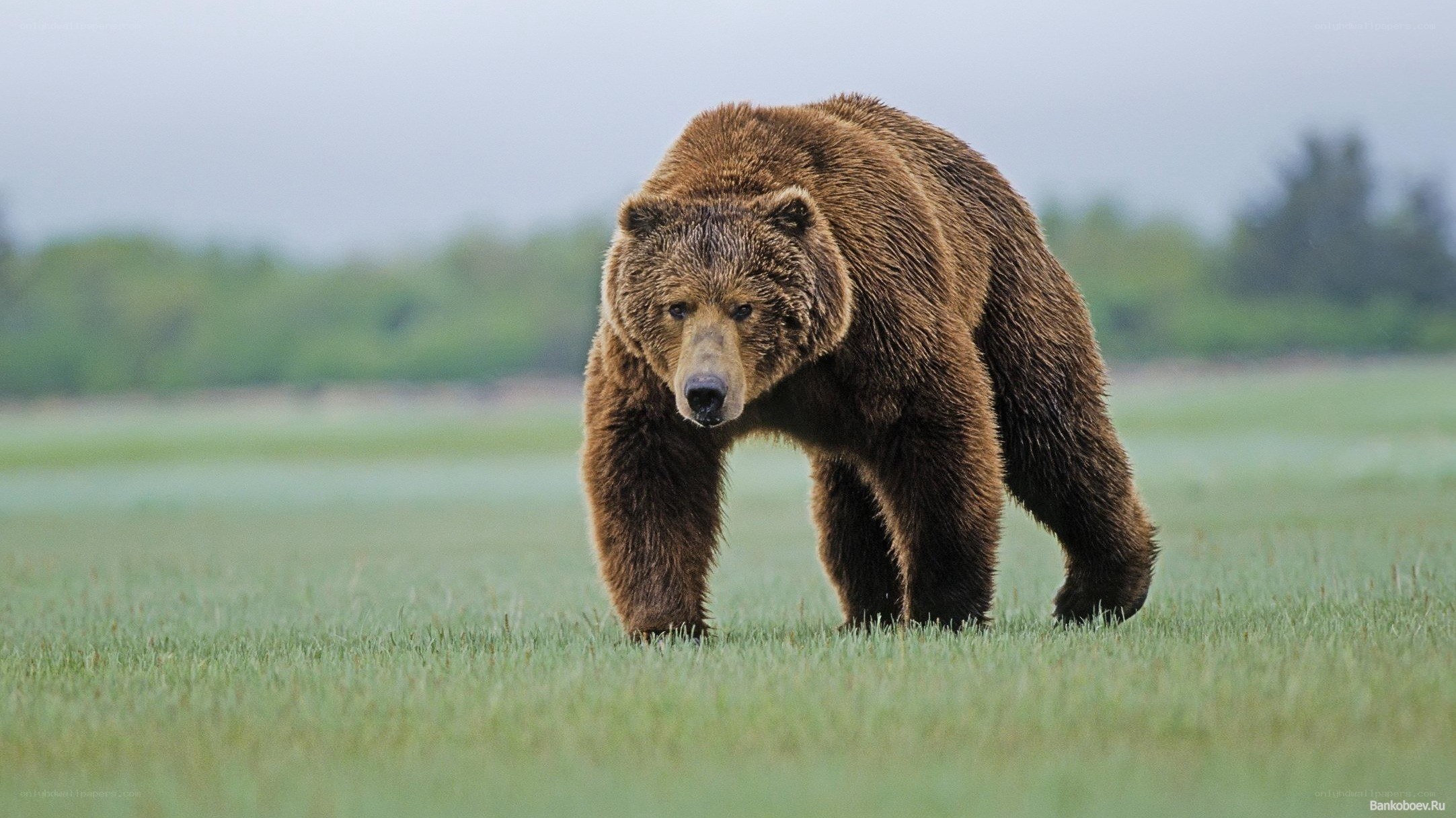 Brown bear in a grassy field