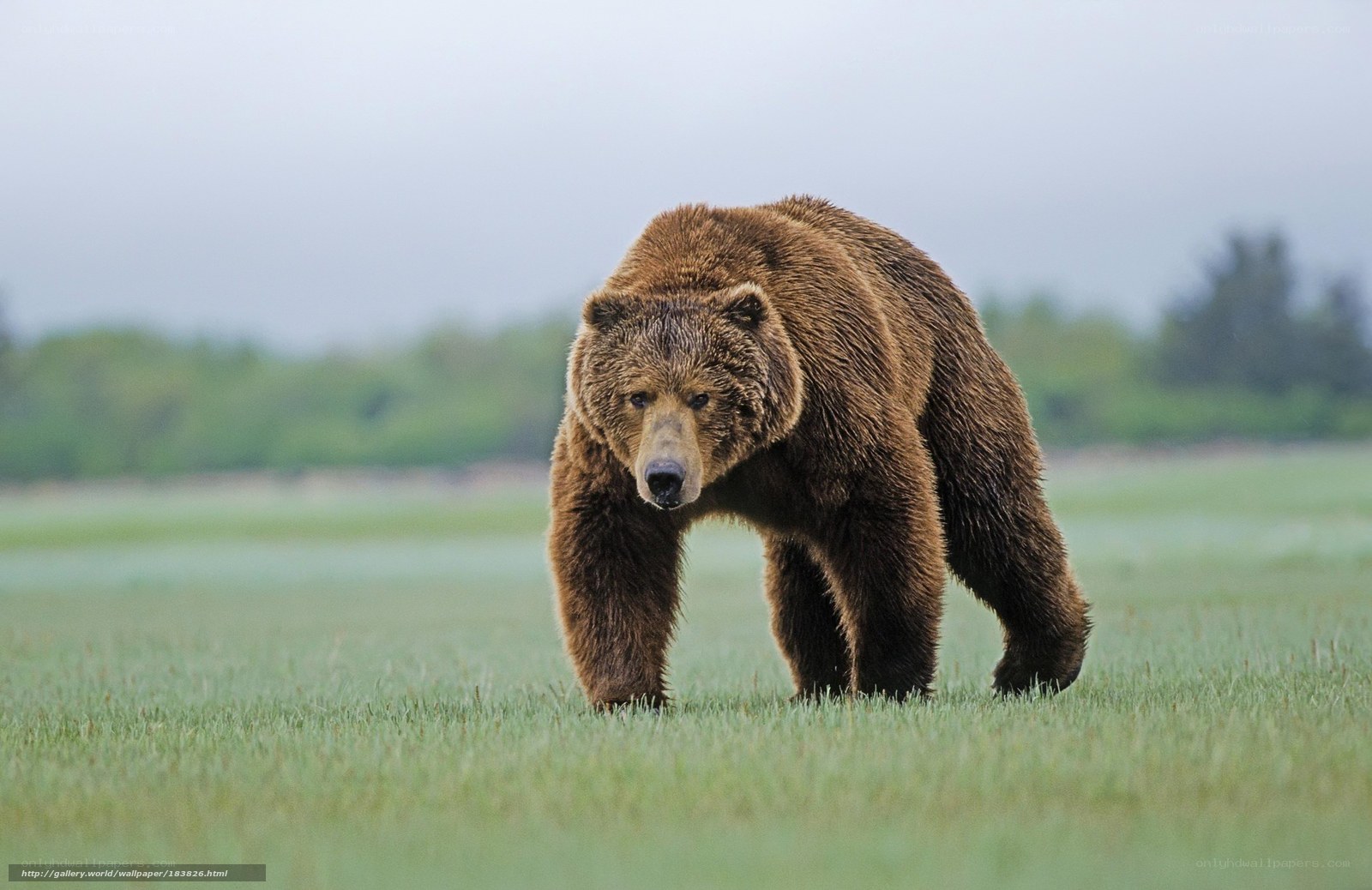 Brown bear in a grassy field