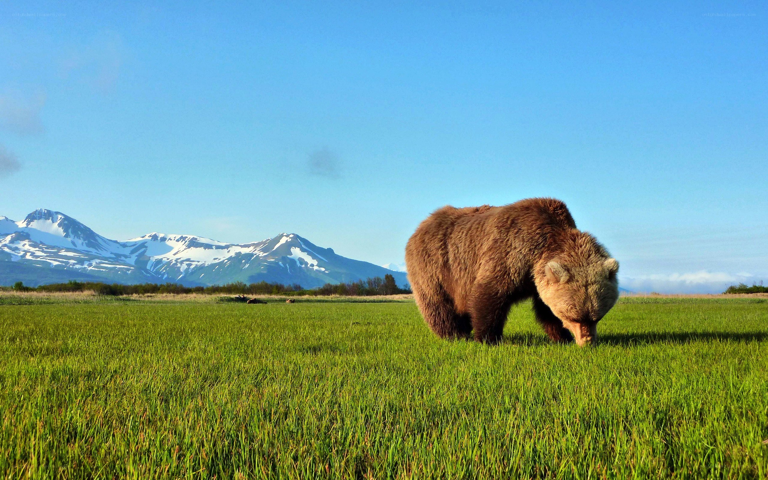 Brown bear in a green field