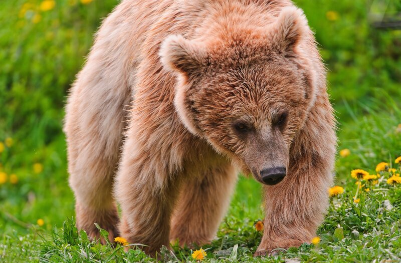 Brown bear in a meadow