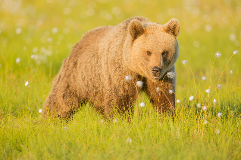 Brown bear in a meadow
