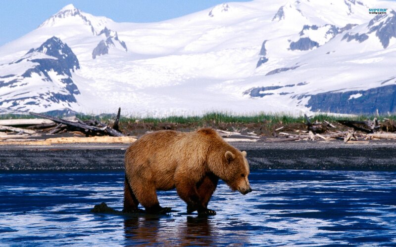 Brown bear in a river