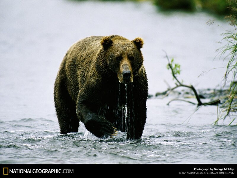Brown bear in a river