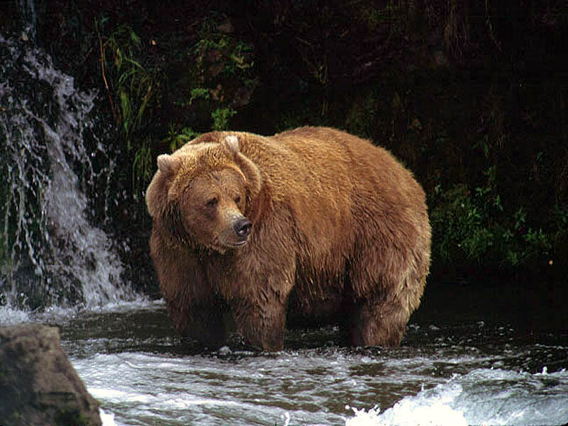 Brown bear in a stream