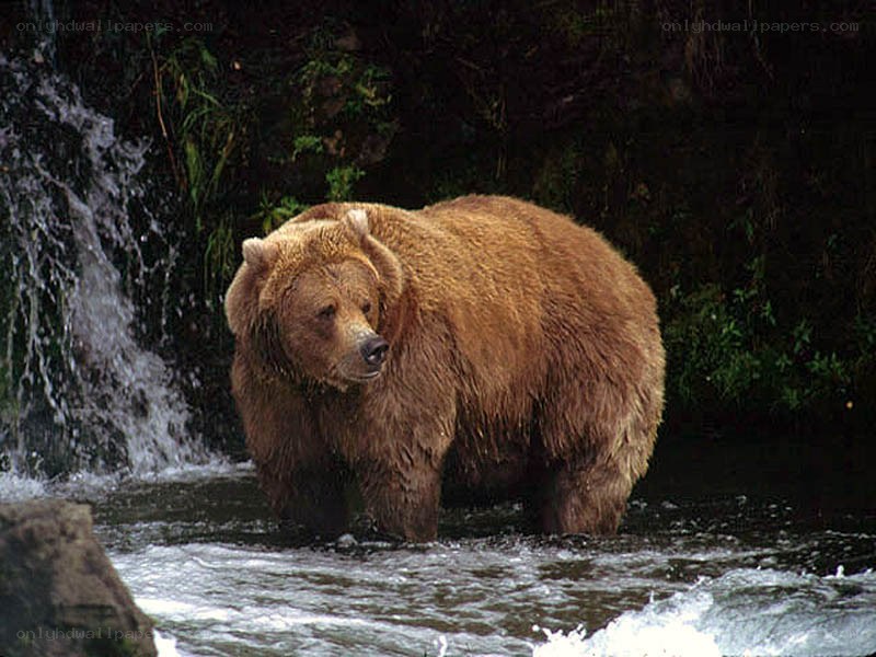 Brown bear in a stream