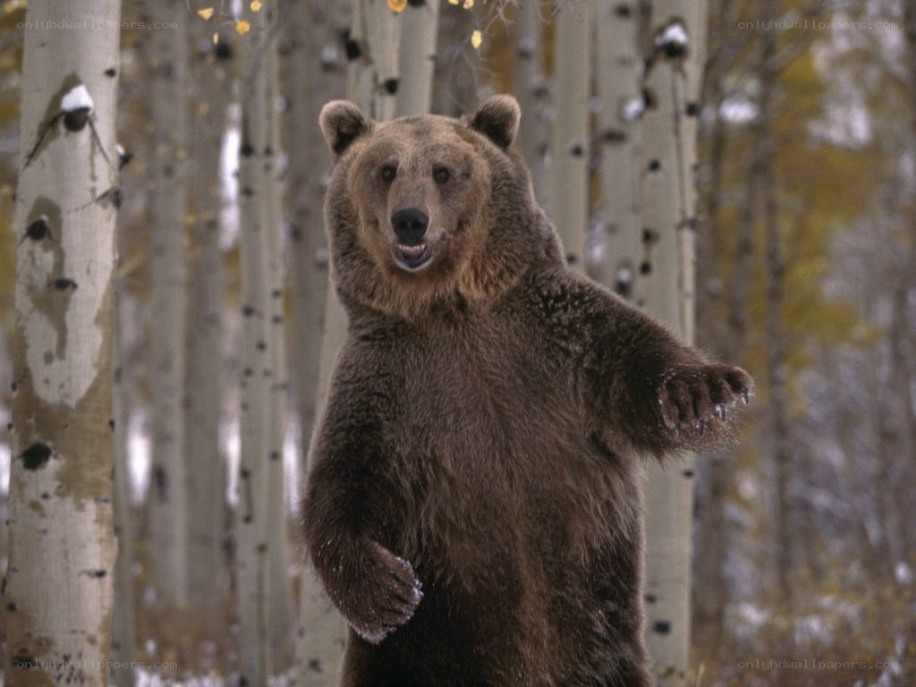 Brown bear in aspen forest