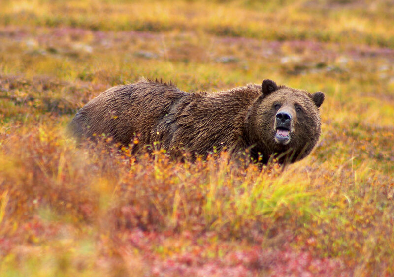Brown bear in autumn field
