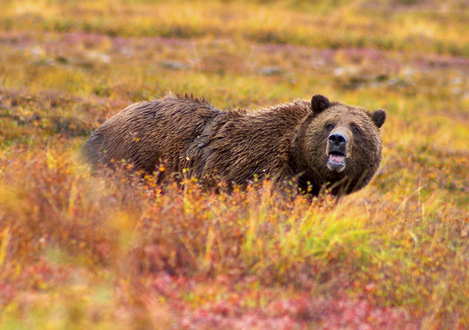 Brown bear in autumn field