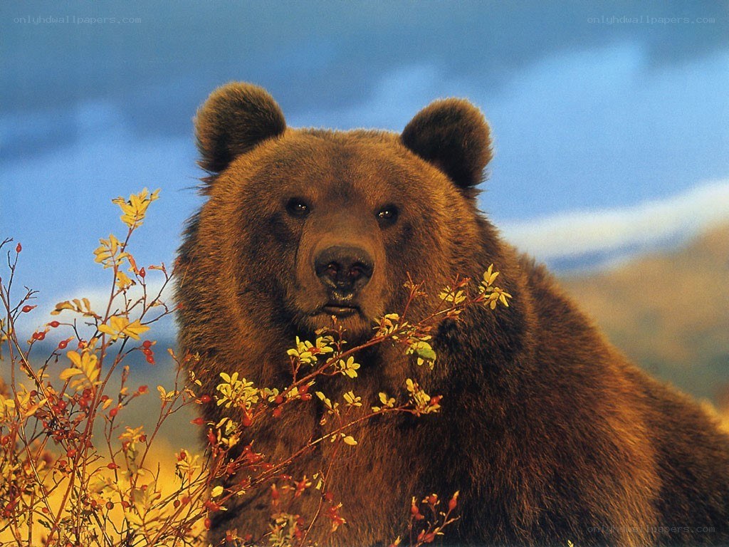 Brown bear in autumn foliage