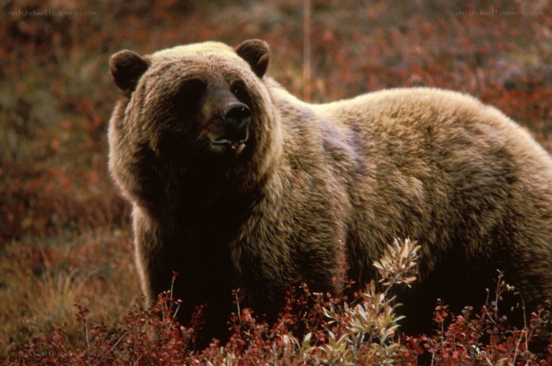 Brown bear in autumn foliage