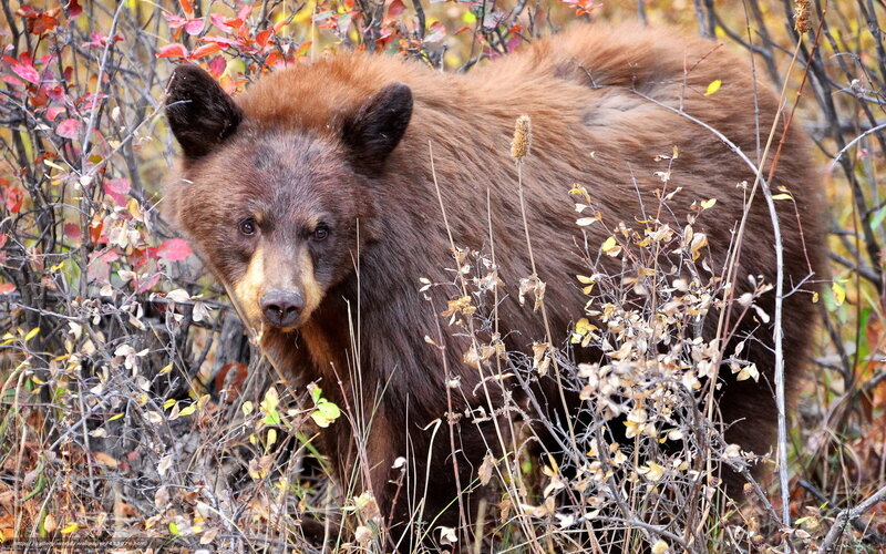 brown bear in autumn foliage