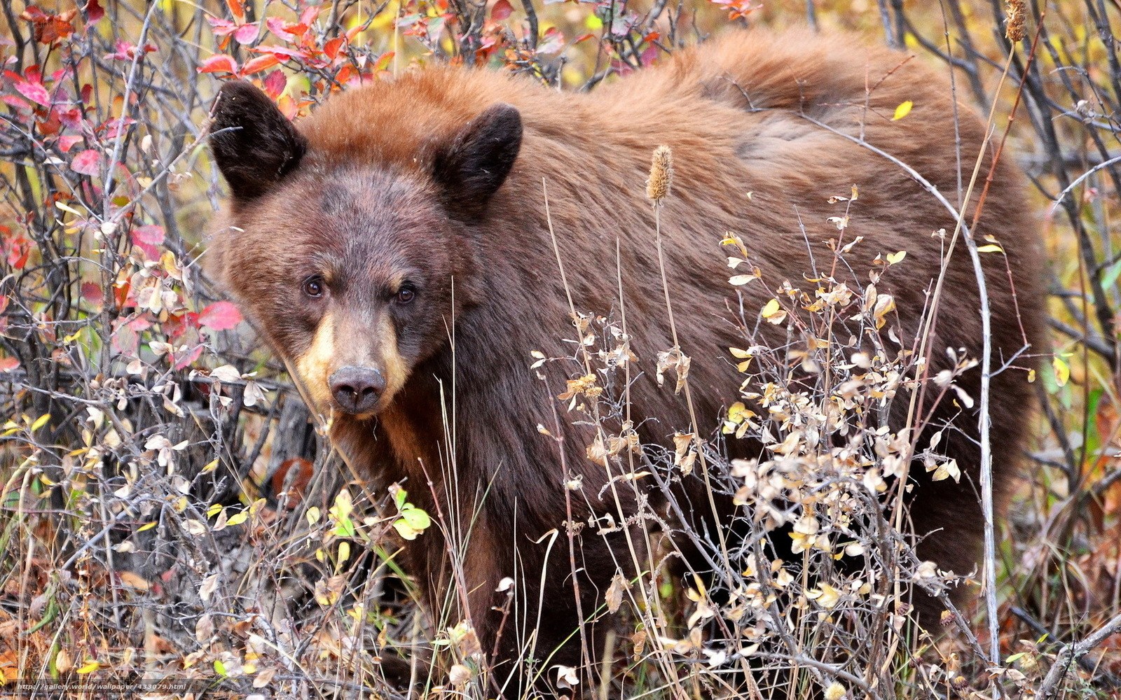 brown bear in autumn foliage