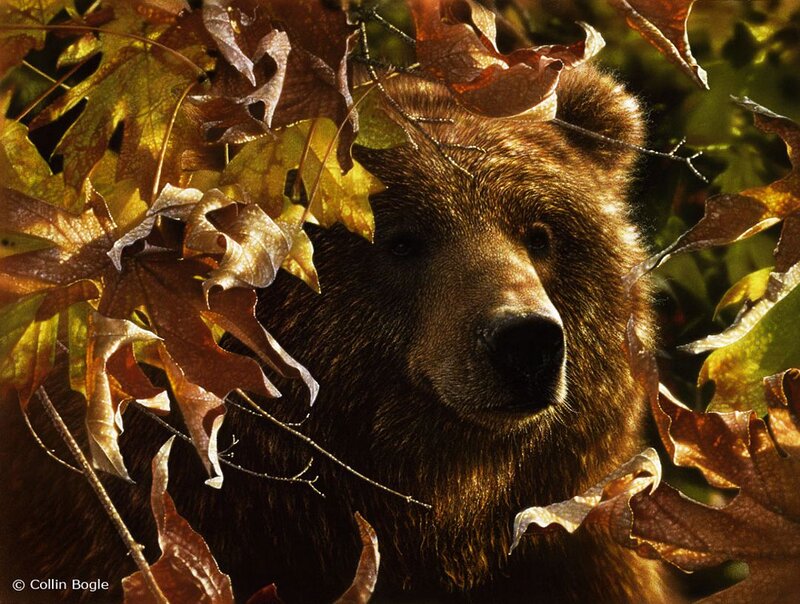 Brown Bear in Autumn Leaves — Natural