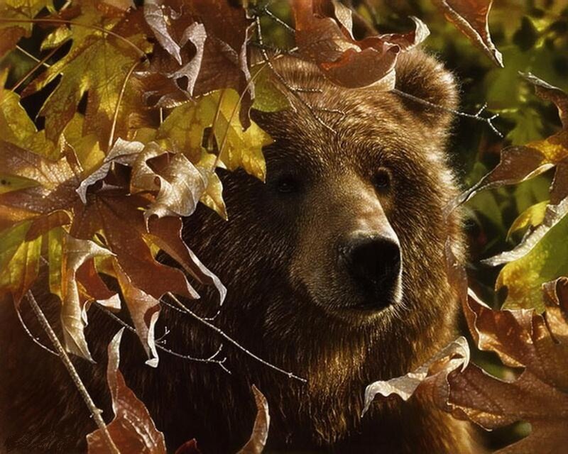 Brown Bear in Autumn Leaves