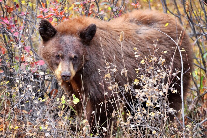 Brown Bear in Autumn — Natural
