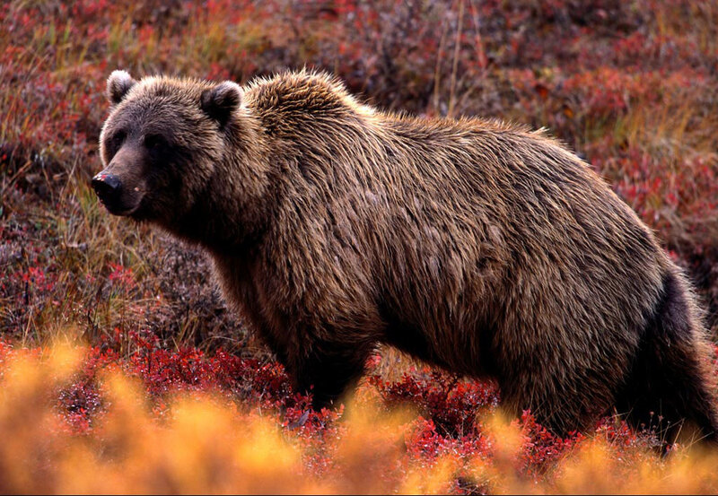 Brown Bear in Autumn