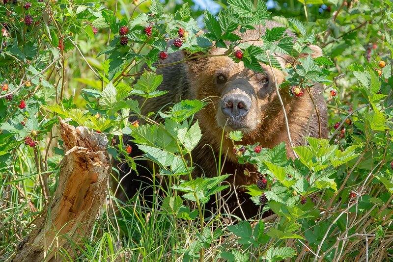 Brown Bear in Bushes — Green, Natural