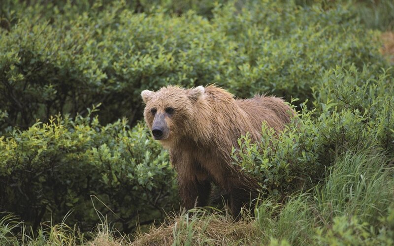 Brown Bear in Bushes — Green