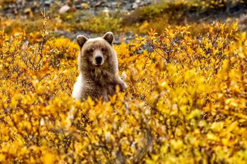 Brown Bear in Bushes